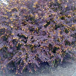 Berberis pourpre, Epine-vinette pourpre / Berberis thunbergii atropurpurea